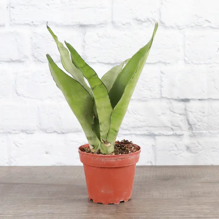 Moonshine Snake Plant